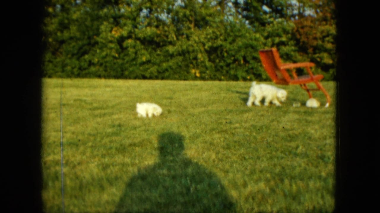 In the Saint Paul backyard footage, two white puppies move across bright grass near a red lawn chair as a human shadow falls into frame.