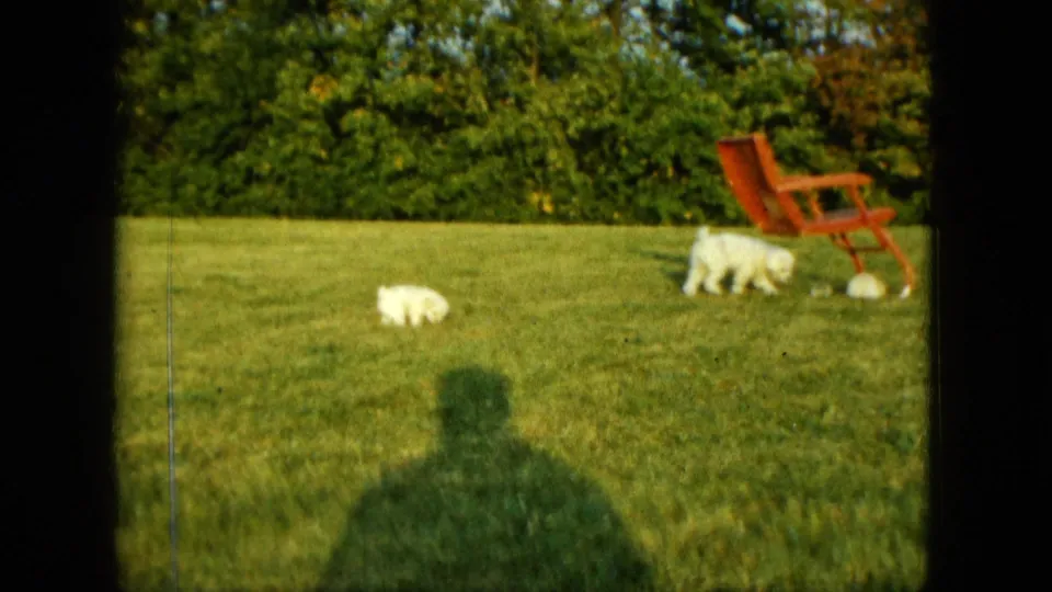 In the Saint Paul backyard footage, two white puppies move across bright grass near a red lawn chair as a human shadow falls into frame.