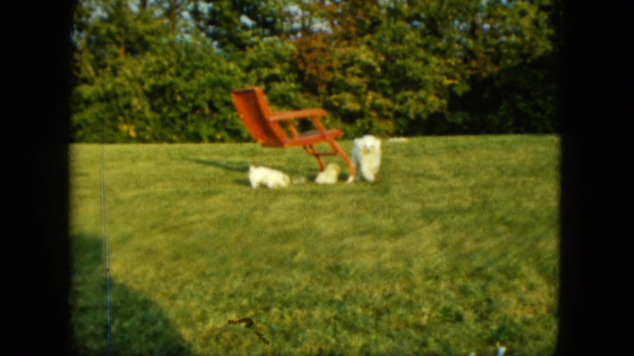 Three small white dogs on a sunny lawn near a red lounge chair.