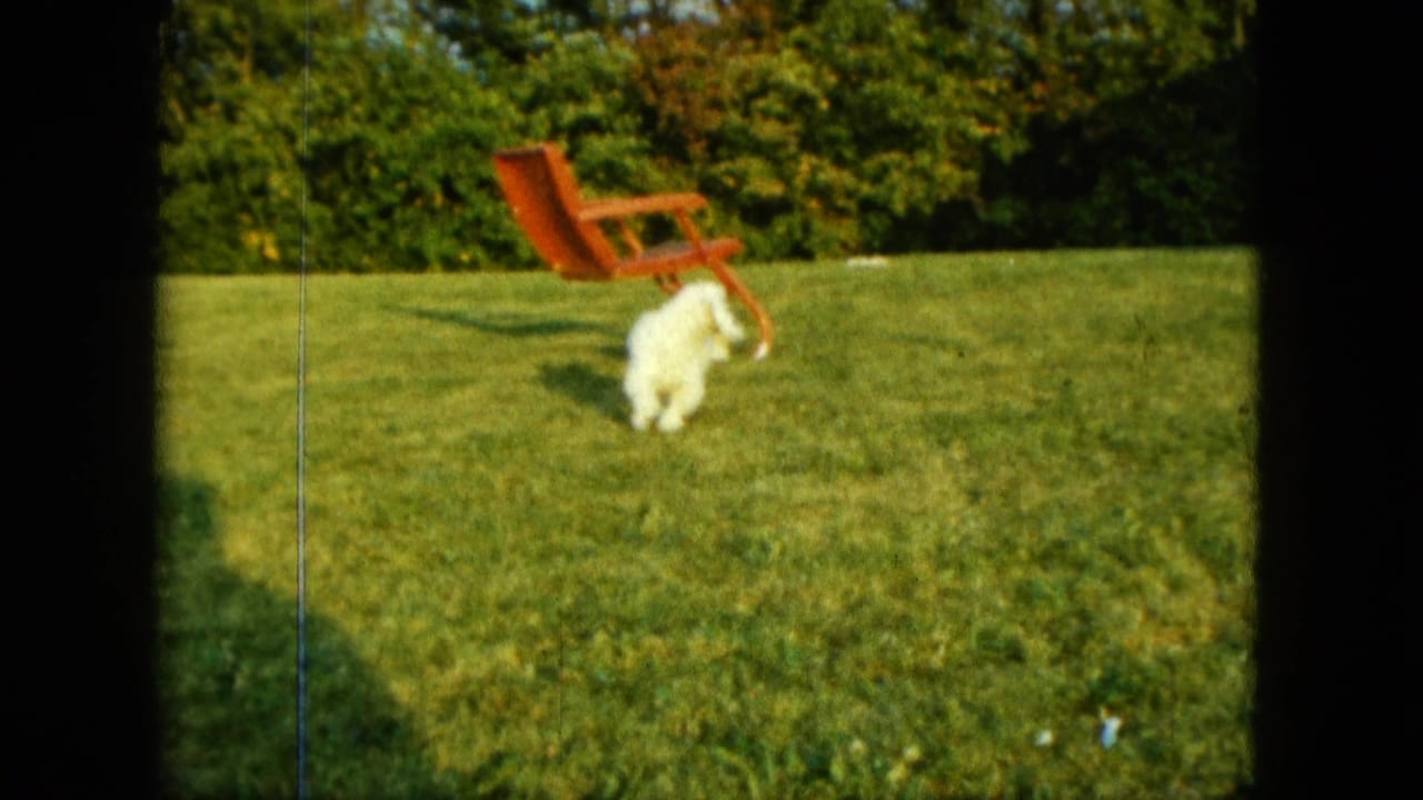 A small white dog runs across grass with a red lounge chair behind it.