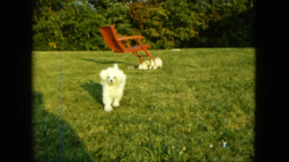 A white dog approaches the camera on a grassy Saint Paul lawn, while two other small dogs linger near the red lounge chair in the 1963 frame.