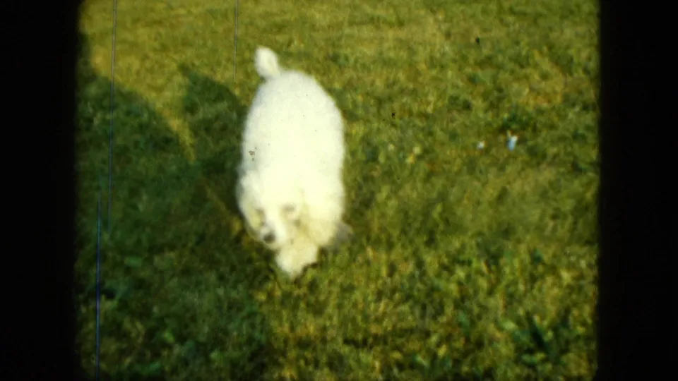Close 1963 8mm view of a small white dog sniffing the grass on a Saint Paul lawn, with soft focus and visible film wear.
