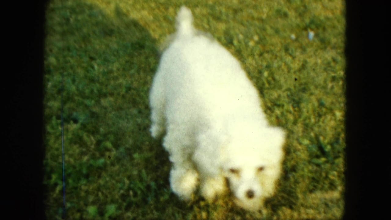 White poodle puppy trotting across green grass in a backyard.