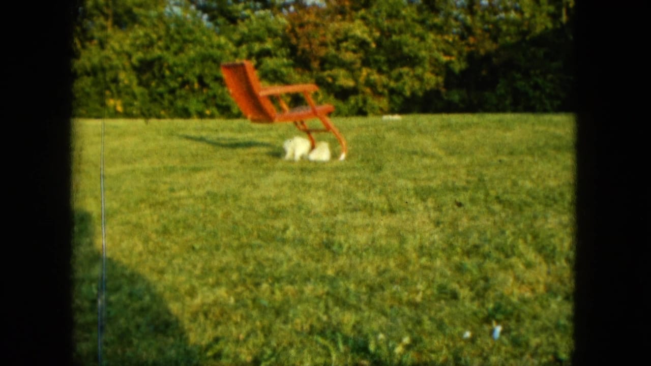 A red lawn chair sits on the backyard grass while the white puppy appears partly beneath it in 1963 Saint Paul footage.
