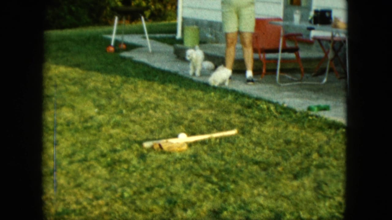 White puppies on a backyard lawn near a patio and an adult's legs.
