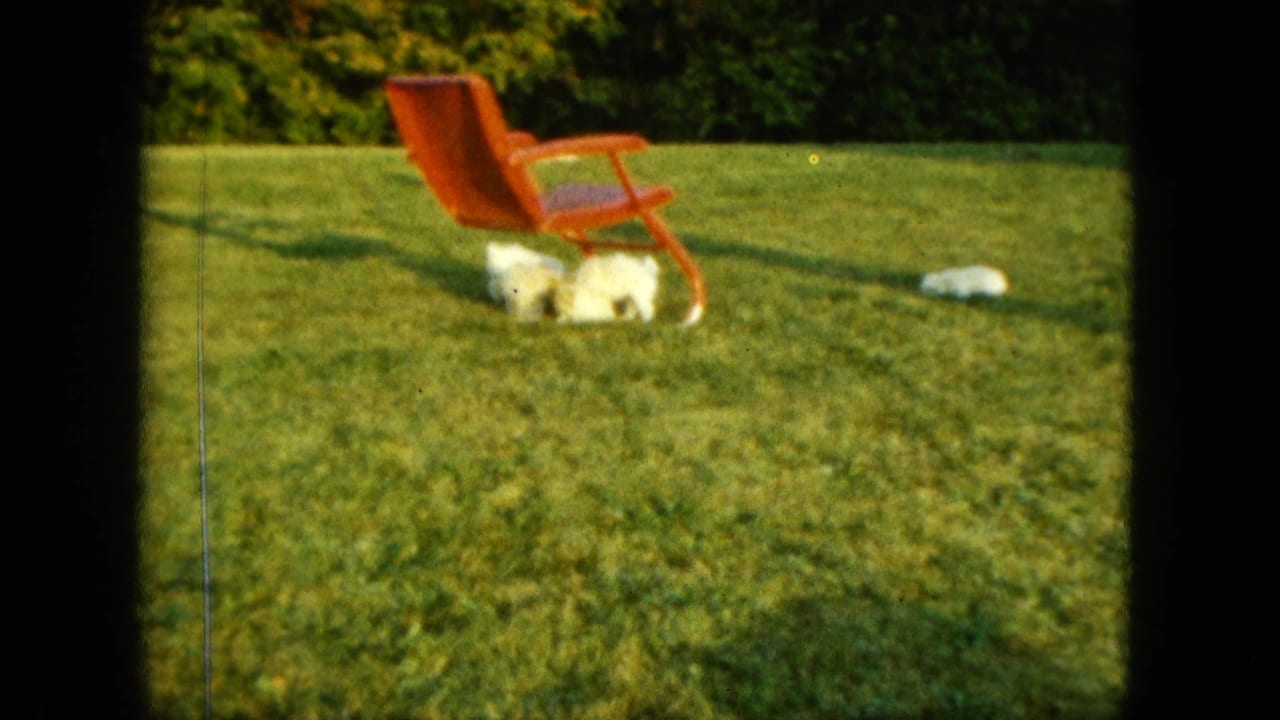 White puppies on grass beside a red lawn chair in a sunny yard.