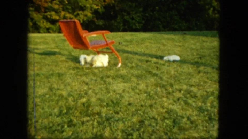 1963 Saint Paul home-movie frame showing white puppies clustered around a red lawn chair in a suburban backyard.