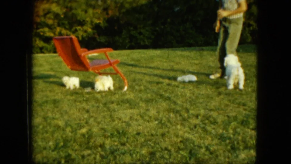 1963 Saint Paul backyard frame with white puppies, a red lawn chair, and a partially visible adult standing nearby.