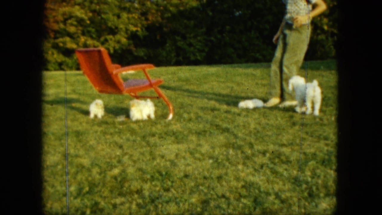 White puppies move on a green lawn near a red lounge chair and a standing man.