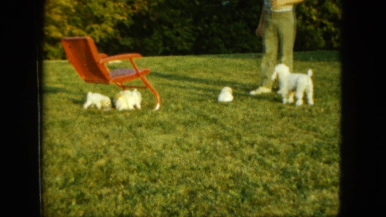 Several white puppies are scattered on grass near a red chair and a man's legs.