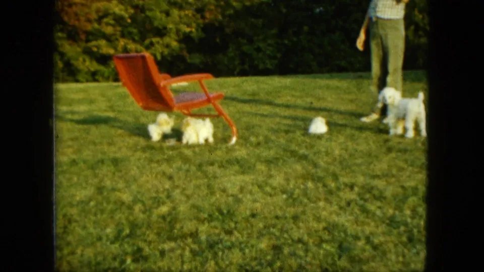 A group of white puppies occupies the grass near a red lawn chair as a man stands to the side in 1963 Saint Paul footage.