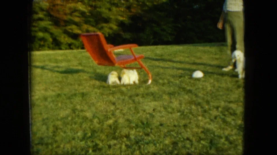In the final frame, white puppies remain spread across the Saint Paul lawn near the red chair, with the man cropped at the right edge.