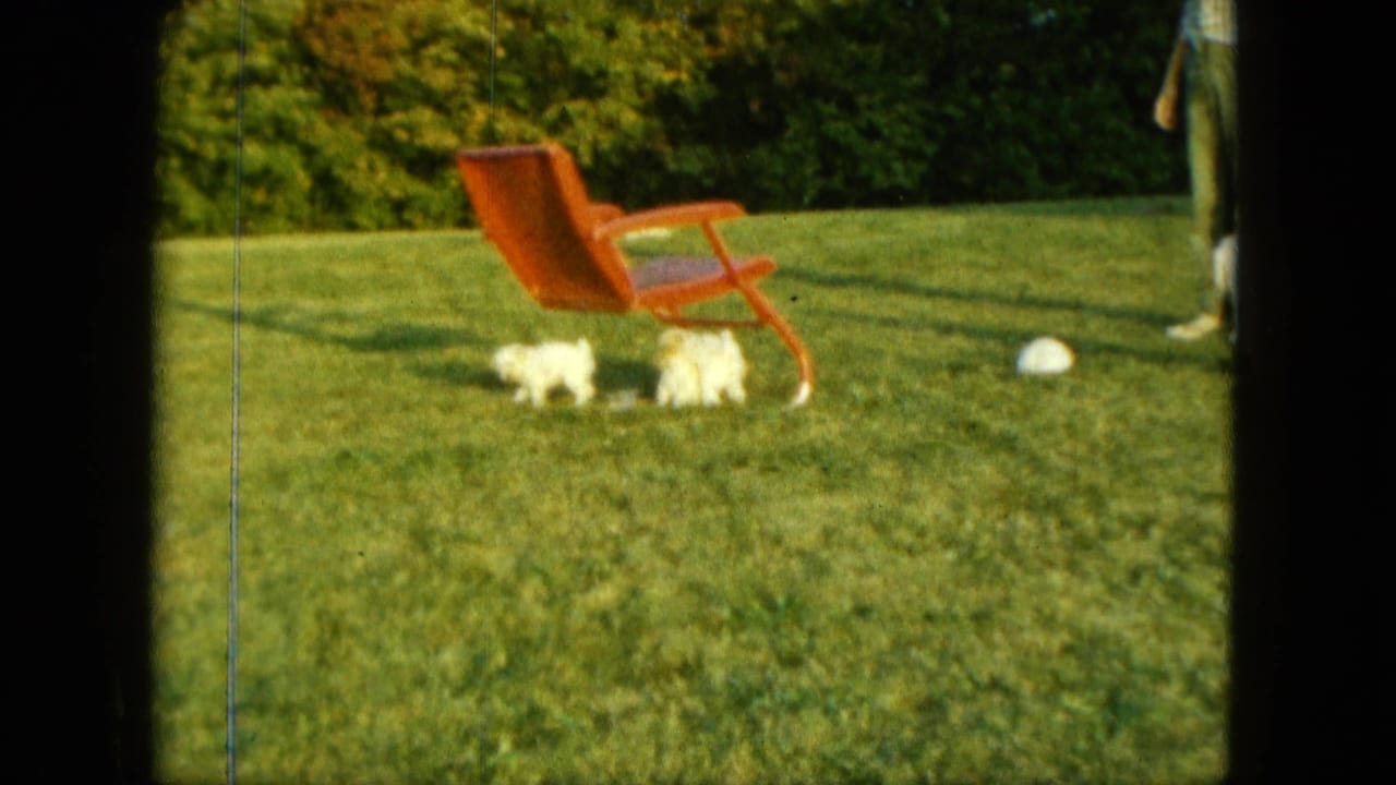 Small white puppies near a red lawn chair on a sunlit grass lawn.