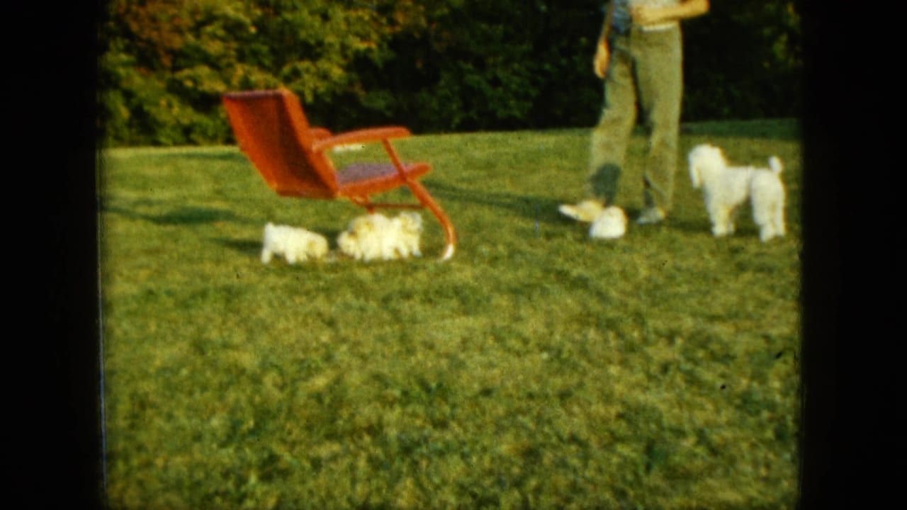1963 Saint Paul frame with a man partly visible near a white poodle as small puppies stay close to a red lawn chair.