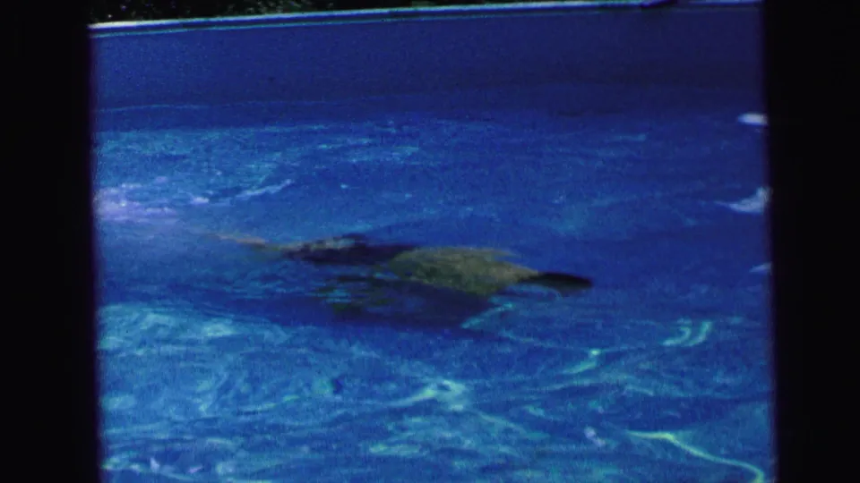 A swimmer appears in profile beneath the surface of a blue pool, with 8mm grain and bright water reflections.