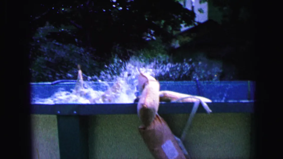 The diver hits the backyard pool water, creating a splash near the blue pool edge in the residential yard.