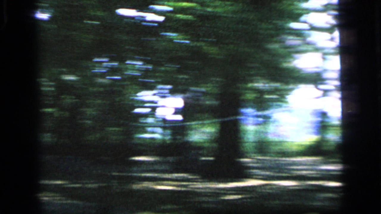 Sunlit wooded park area with dark tree trunks and blurred green foliage.