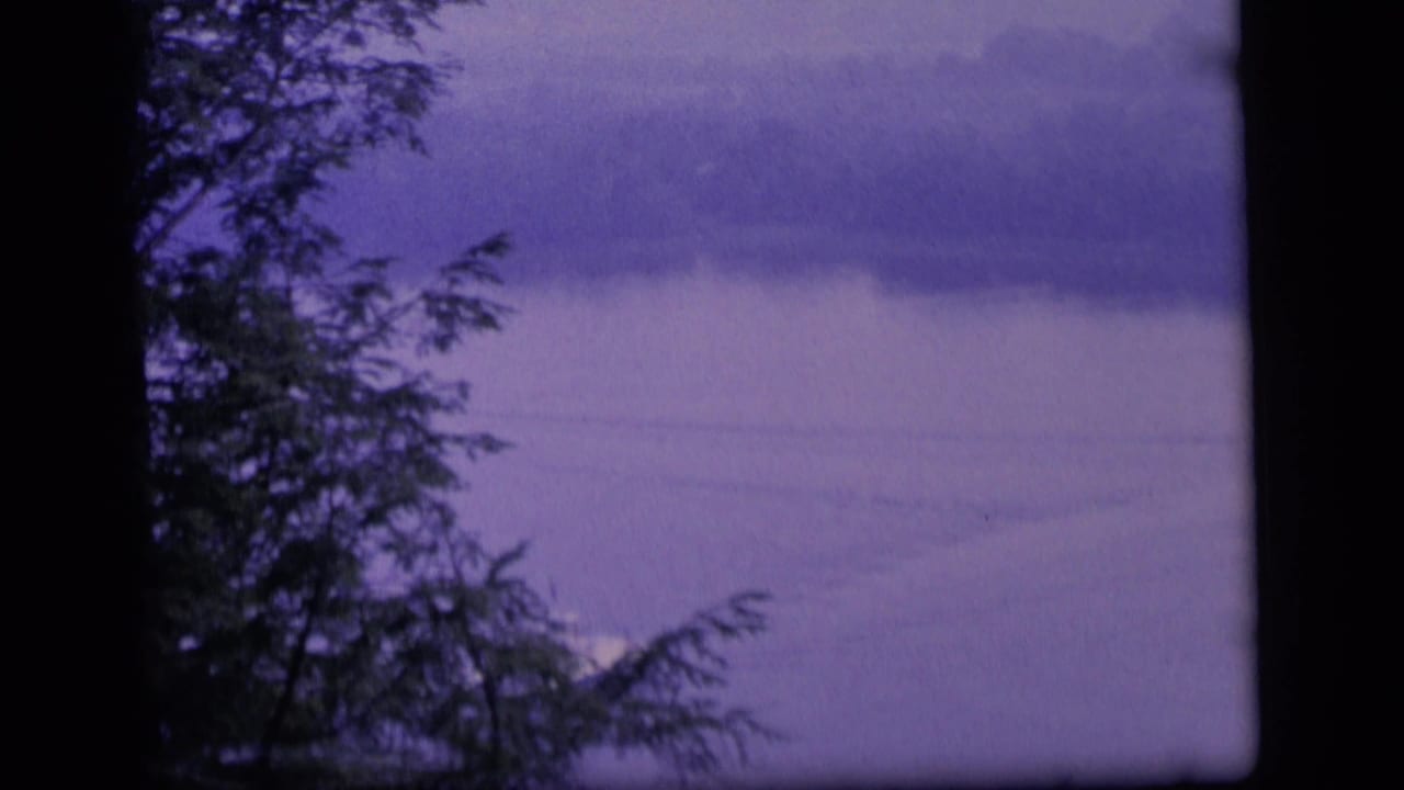 Evergreen branches and a dark trunk frame a purple lake surface in the distance.