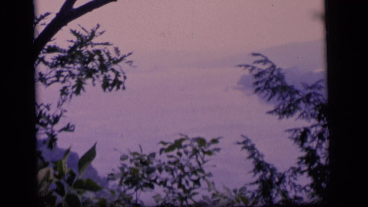 Tree branches frame a hazy purple landscape with distant water or skyline shapes.