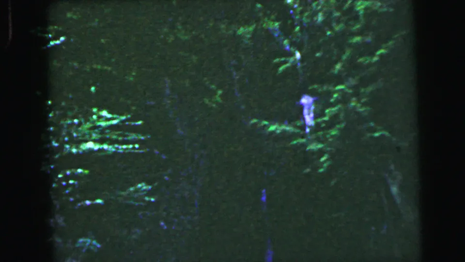 Final 8mm frame circa 1964 showing dark forest with green foliage at right, a blue-white vertical streak, and a small indistinct figure visible at lower right.
