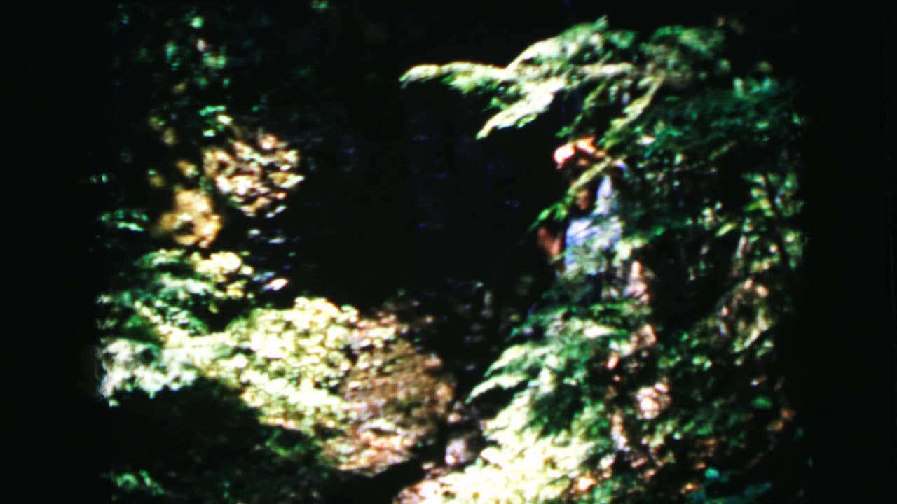 Wide shot of a dense deciduous forest interior with bright dappled sunlight; a couple is visible in the distance, consistent with mid-1960s 8mm home movie footage.
