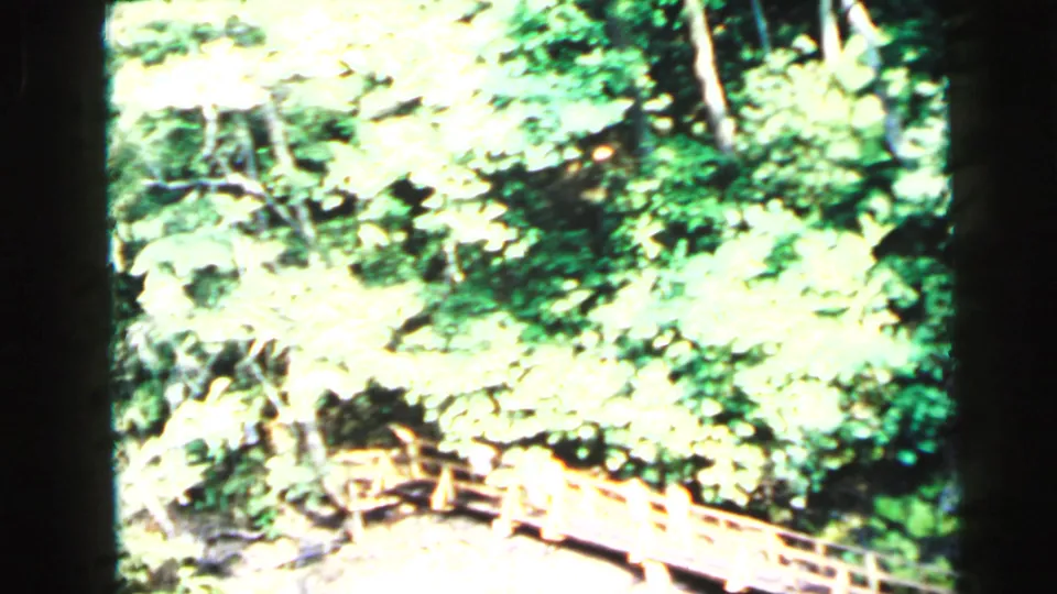Dense deciduous woodland foliage with a log or plank bridge structure in the lower frame, 8mm home movie, circa 1964, Camden area, New Jersey.