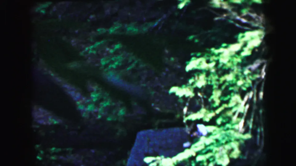 8mm home movie footage circa 1964 showing a tilted handheld view of dense deciduous woodland with a dark lower shadow area and no active lens flare.