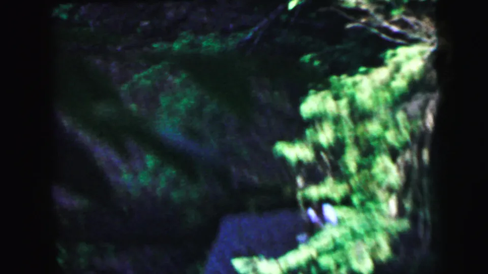 Closing 8mm frame from 1964 Camden, New Jersey footage showing dense forest foliage and a dark lower shadow area; any figure present remains indistinct.