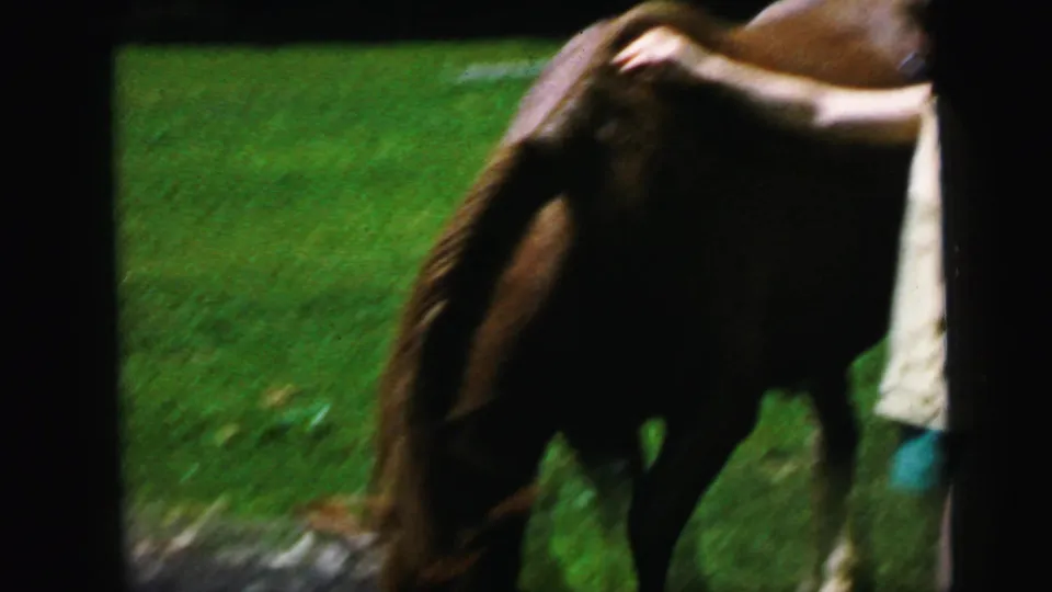 8mm home movie c.1964 close-up of a brown horse on a residential lawn with a partial figure in light clothing alongside, suburban outdoor setting