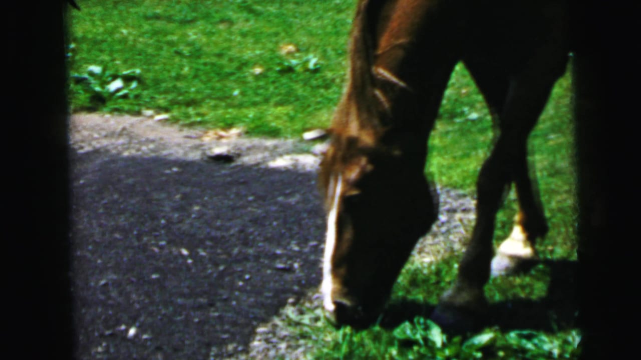Brown horse grazing at the edge of a paved path, head lowered to grass, 8mm film grain visible.