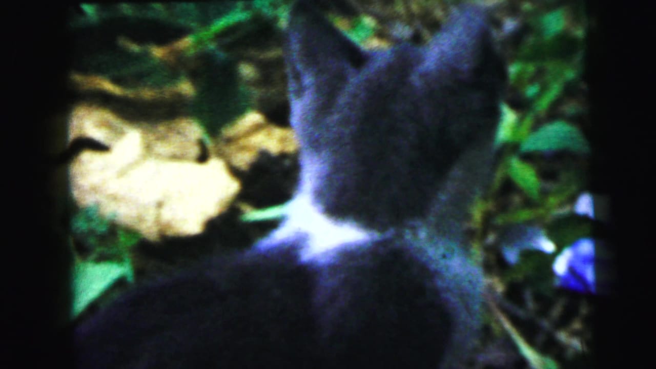 Close-up of a dark-furred cat from behind amid garden foliage and dappled soil light; 1964 8mm home movie, Camden NJ per title metadata.