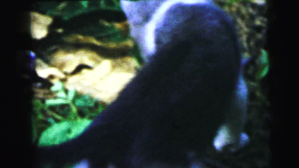 8mm home-movie close-up of a dark cat among backyard foliage with a blue plant accent at lower left; 1964, Camden NJ per title metadata.