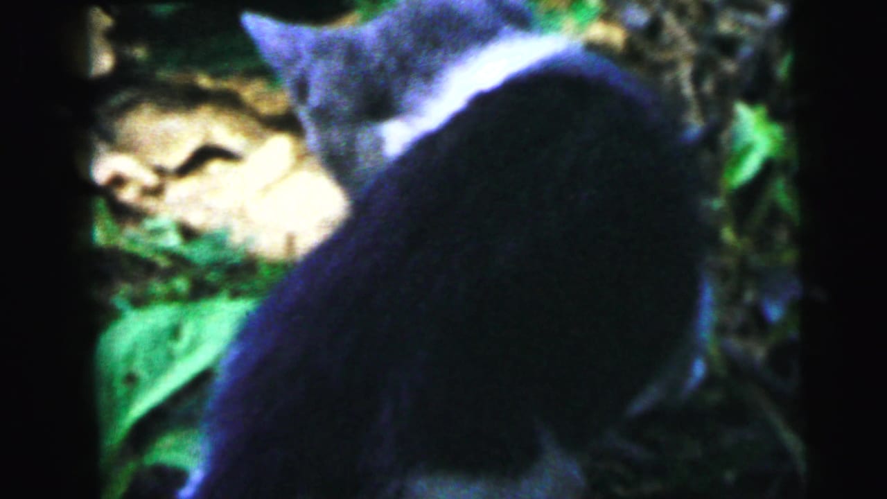 Gray-and-white domestic cat in hunting crouch amid leafy garden foliage, captured on 8mm film circa 1964, Camden, New Jersey.