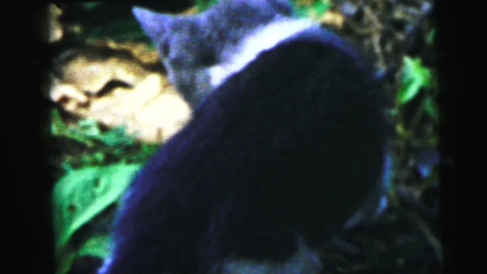 Gray-and-white domestic cat in hunting crouch amid leafy garden foliage, captured on 8mm film circa 1964, Camden, New Jersey.