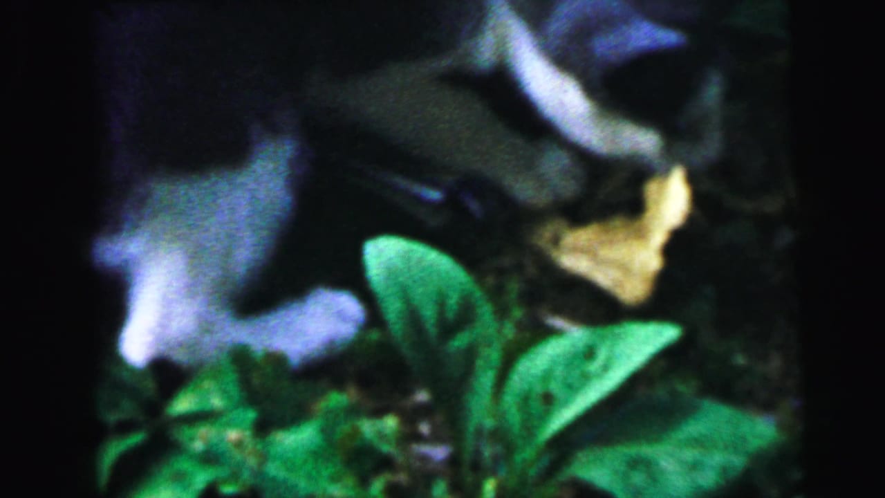Close-up of domestic cat mid-lunge in garden foliage, 8mm home movie footage circa 1964, Camden, New Jersey.