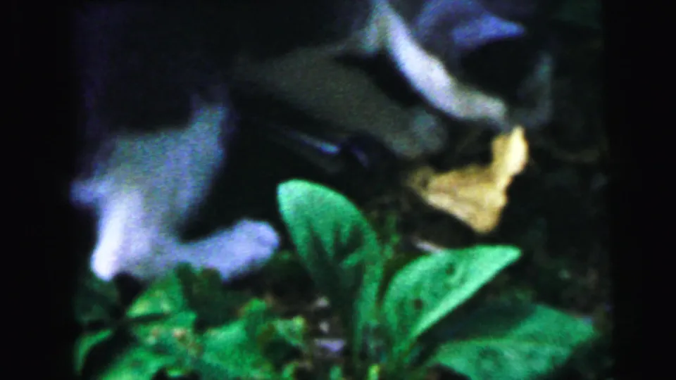 Close-up of domestic cat mid-lunge in garden foliage, 8mm home movie footage circa 1964, Camden, New Jersey.