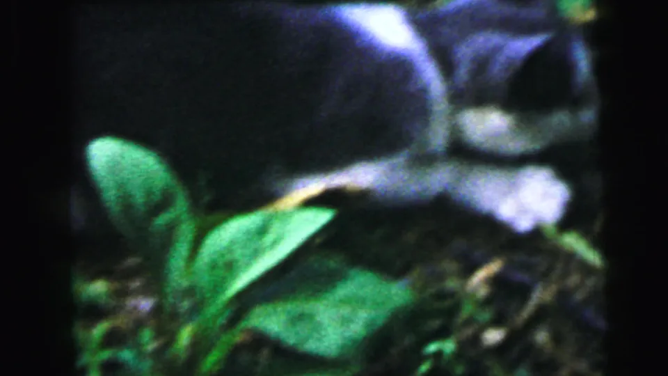 Domestic cat tumbling at ground level amid garden foliage after a failed bird-strike, 8mm home movie circa 1964, Camden, New Jersey.