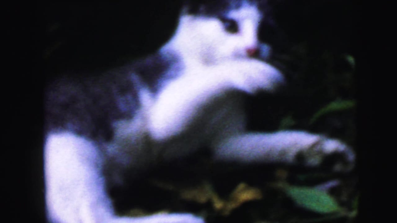 Close-up of a black and white kitten among green leaves, 8mm home movie footage with visible grain and soft focus.