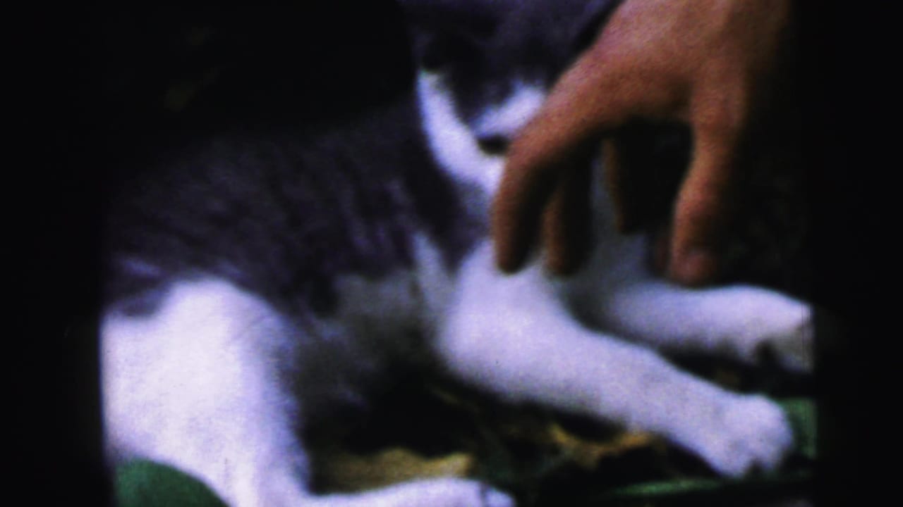 Black and white kitten in garden foliage as an adult hand reaches in from the right to pet it, 8mm home movie footage.