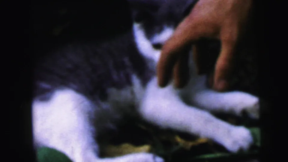 Adult hand reaching toward a black and white kitten resting in garden foliage, 8mm home movie circa 1964, Camden, New Jersey.