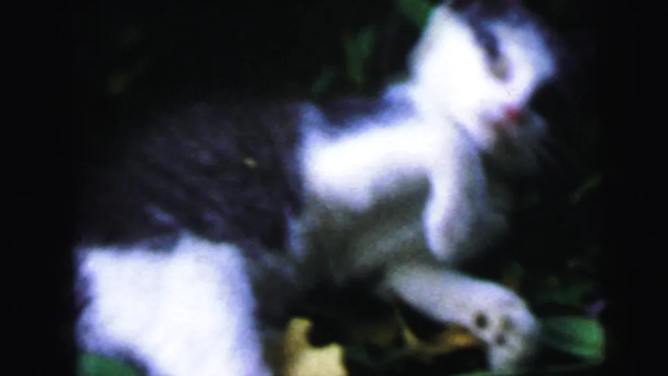 Black and white kitten playing among garden leaves in close-up, 8mm home movie circa 1964, Camden, New Jersey.