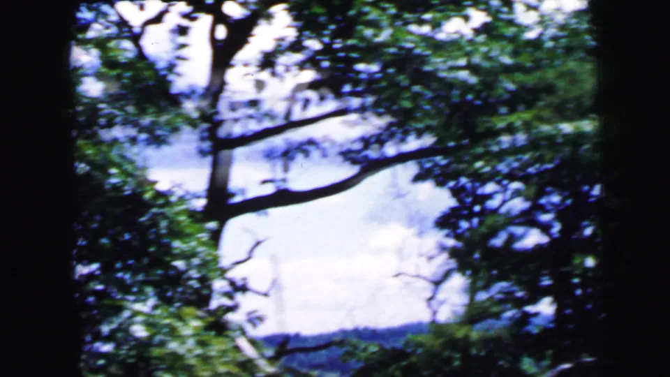 Camera tilts to leafy deciduous trees and open sky, consistent with a suburban outdoor setting, circa 1964.