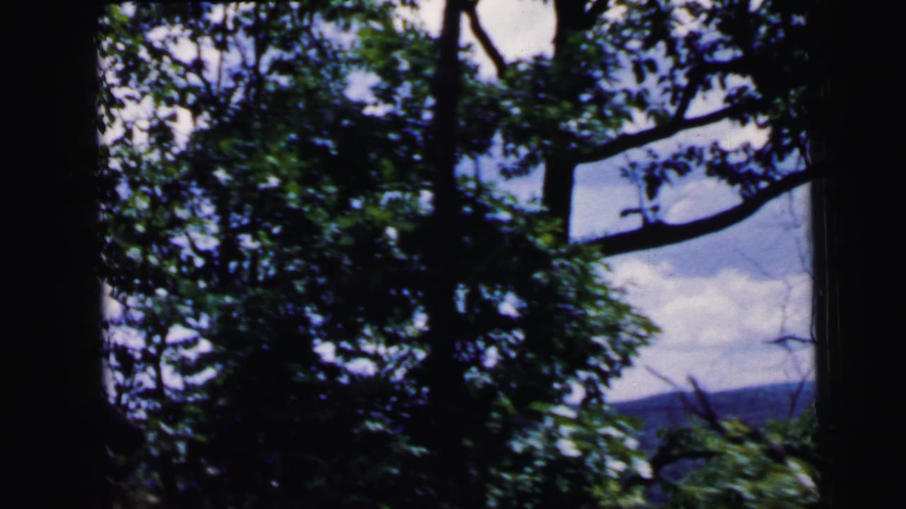 Handheld 8mm shot looking up through dense deciduous tree canopy with blue sky and clouds visible through the foliage.