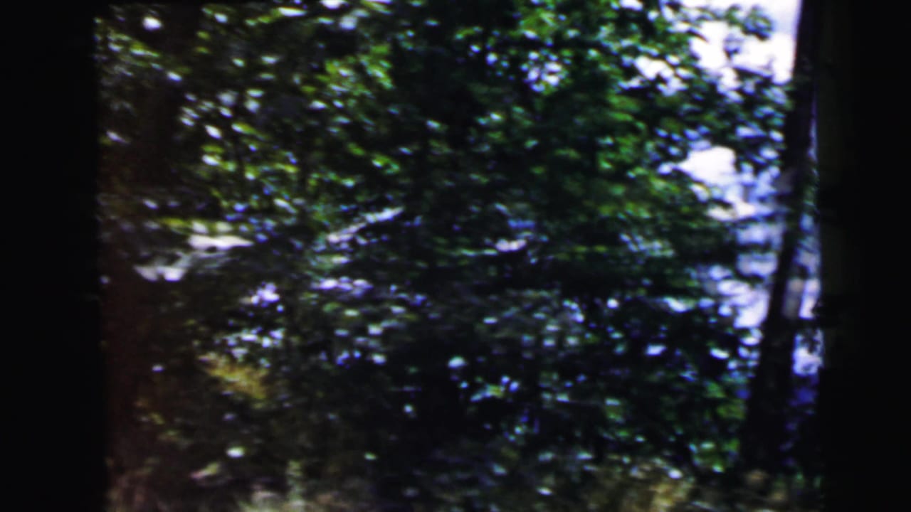 Dense forest interior with a large dark tree trunk dominating the right side and green leafy understory filling the frame.