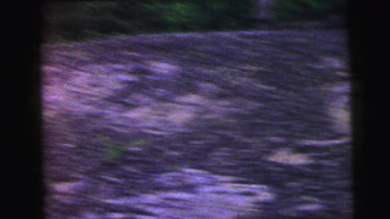 Fast camera movement produces a purple-toned blur of foliage; 8mm color shift is consistent with aging film stock from the 1964 New Jersey road clip.