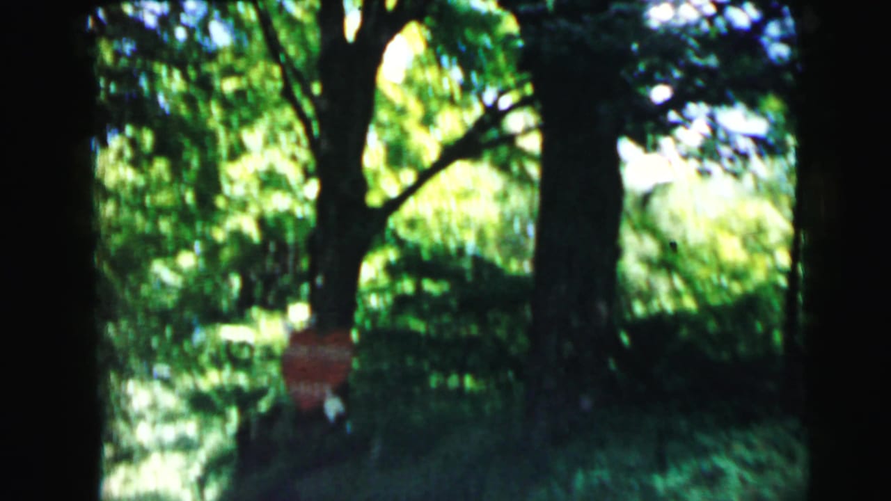 Narrow wooded lane viewed from a moving vehicle, dense green summer canopy overhead, 8mm film grain, dappled sunlight