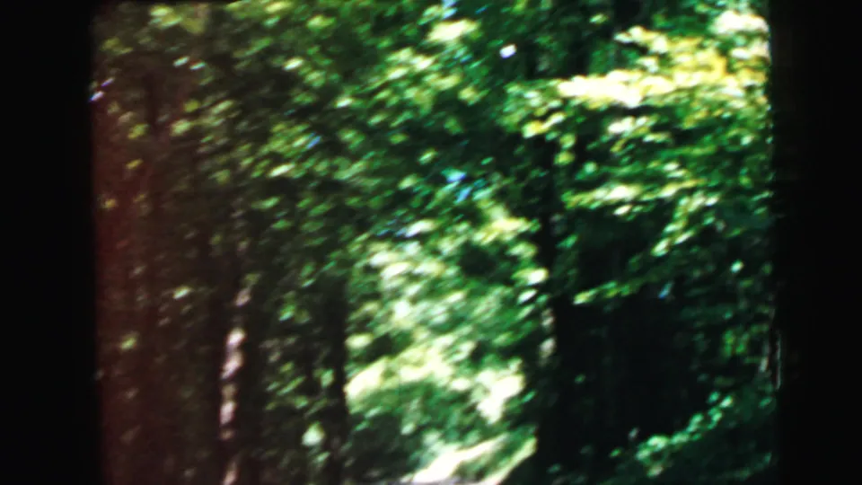 Moving POV through a narrow tree-lined lane with motion blur, dense green summer canopy, 8mm home movie identified as Camden, New Jersey, 1964