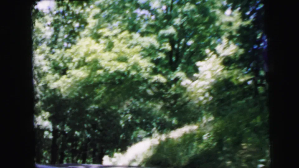 8mm film frame, c. 1964, showing lush summer woodland canopy from a moving vehicle, road edge at lower frame, possibly New Jersey woodland in full leaf.