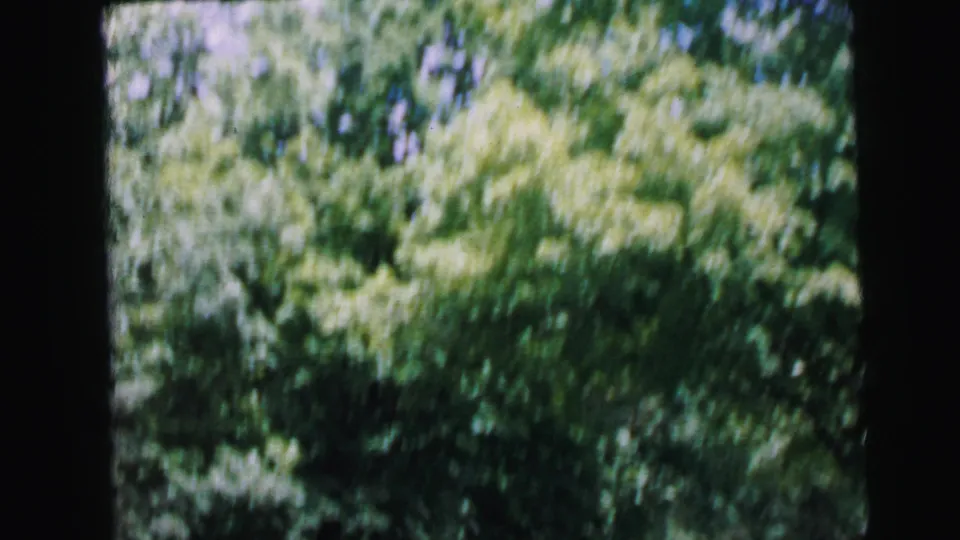 8mm film frame, c. 1964, with motion blur showing bright green summer woodland canopy from a moving vehicle, road edge visible at bottom of frame.
