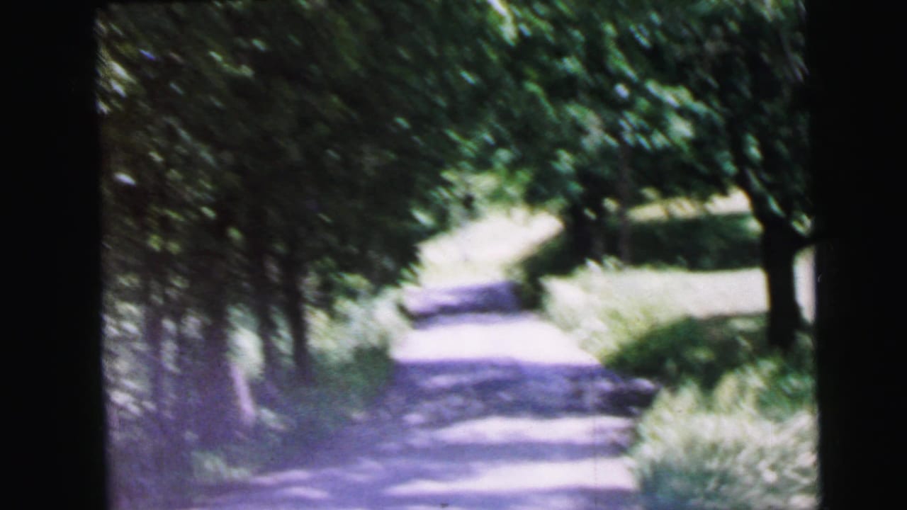 8mm home-movie frame circa 1964 showing a narrow wooded lane with flanking trees and roadside shrubs, soft focus from handheld travel.